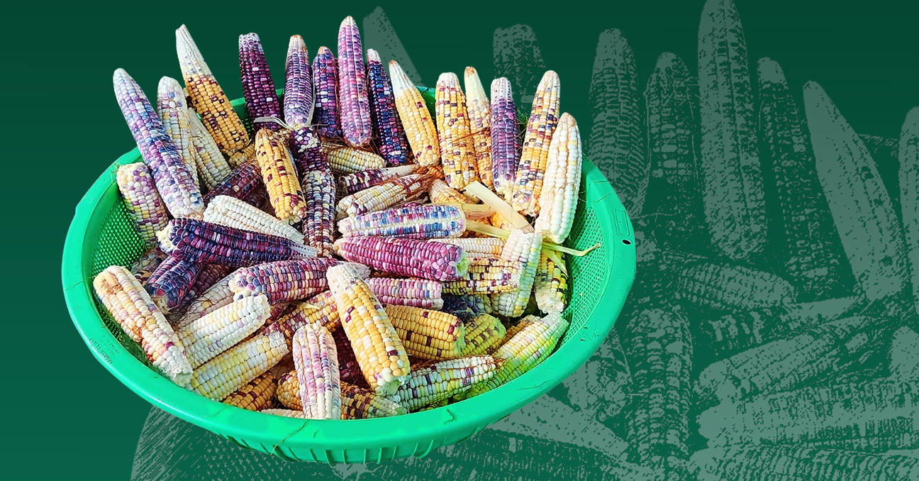 Una foto con un huacal o barreño lleno de elotes o mazorcas de maíz de diferentes colores